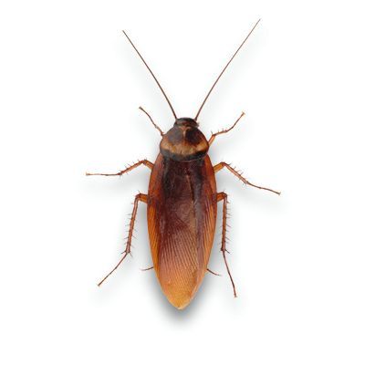 Cockroaches lures (1 pcs.)