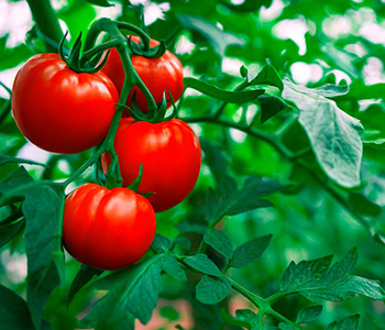 Tomato leafminer – Tuta absoluta, a danger to Tomato Crops!